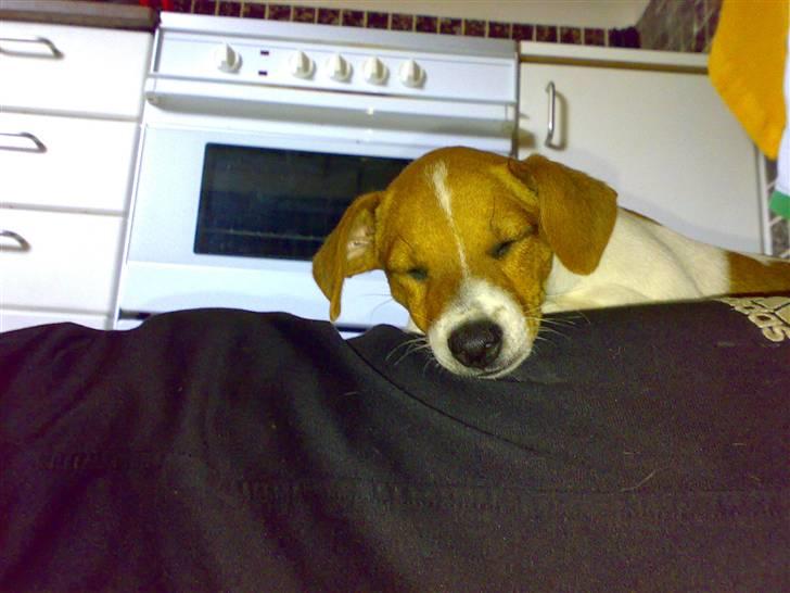 Dansk svensk gaardhund Lila billede 9