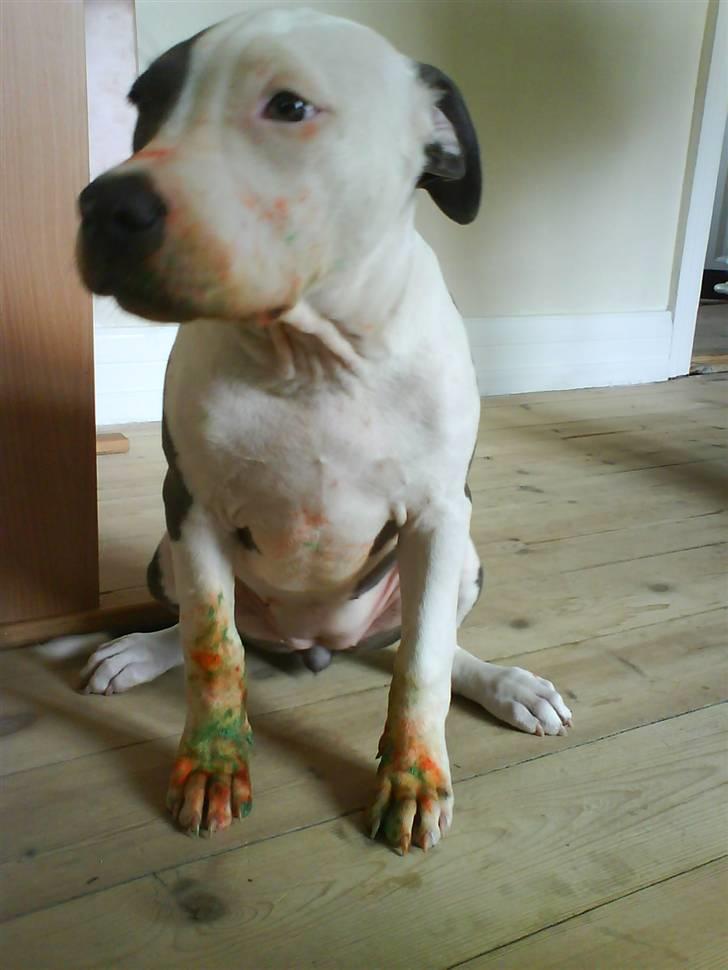 Amerikansk staffordshire terrier $ Amy $ R.I.P - maling er nok ikke lige min stærke side billede 9