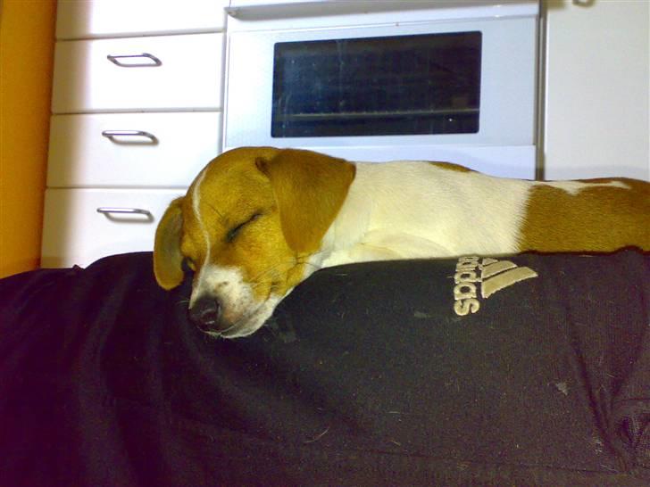 Dansk svensk gaardhund Lila billede 10