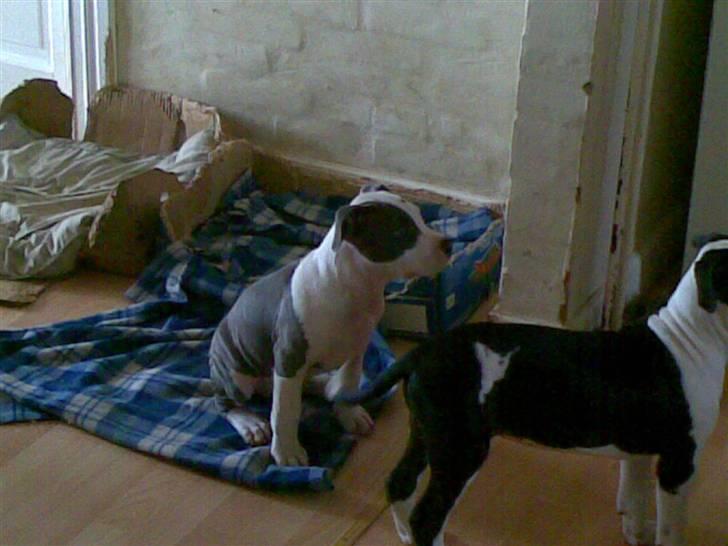 Amerikansk staffordshire terrier $ Amy $ R.I.P - fra da jeg blev hentede a far billede 10