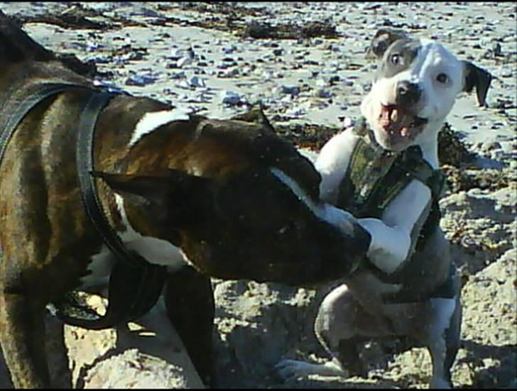 Amerikansk staffordshire terrier $ Amy $ R.I.P - se hvor farlig jeg kan se ud  billede 11