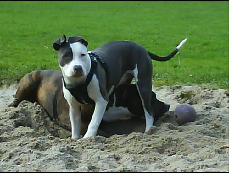 Amerikansk staffordshire terrier $ Amy $ R.I.P billede 12