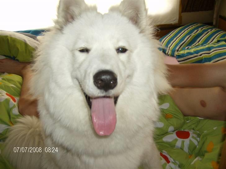 Samojedhund Freja RIP ;( billede 11