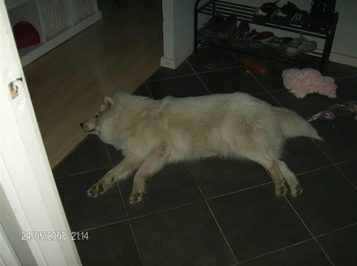 Samojedhund Freja RIP ;( billede 12