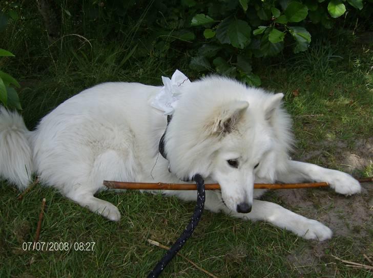 Samojedhund Freja RIP ;( billede 13