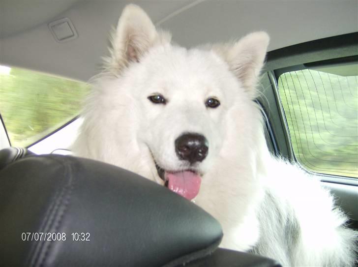 Samojedhund Freja RIP ;( billede 14