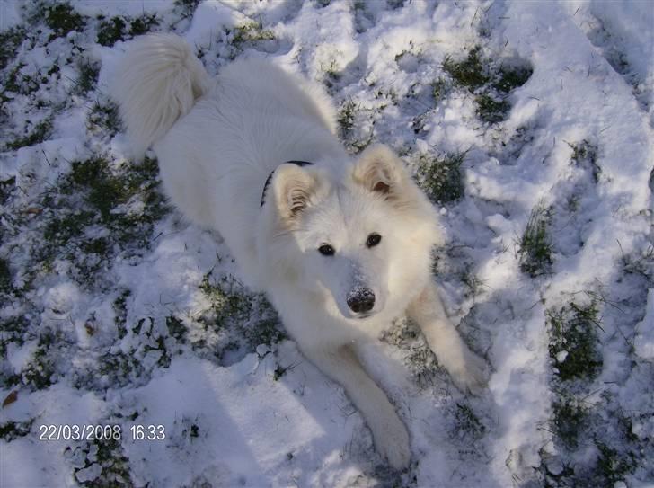 Samojedhund Freja RIP ;( billede 15