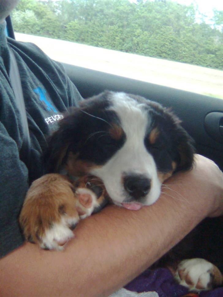 Berner sennenhund Emma - Der er Emma da vi hente hinde billede 1