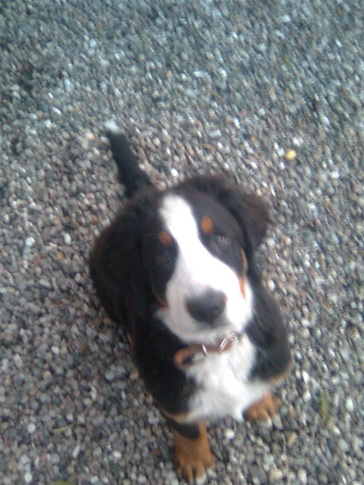 Berner sennenhund Emma - Har ser man Emma når hun ser en mobil billede 2