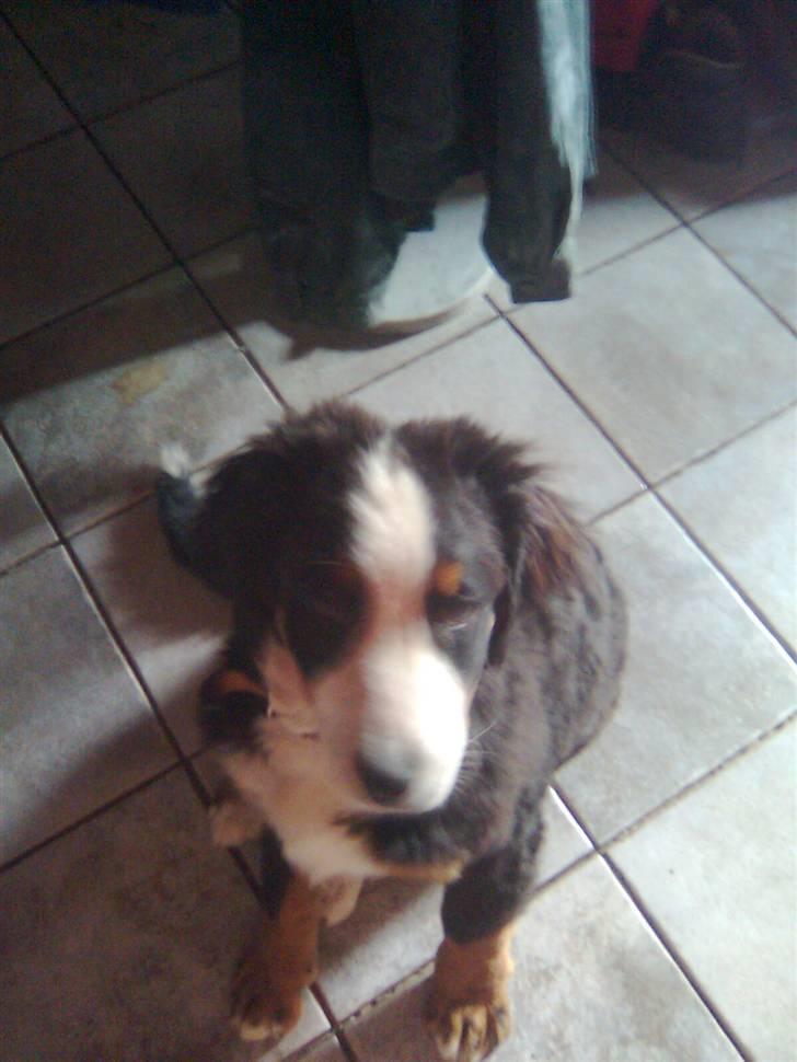 Berner sennenhund Emma - Også her man jeg skal alså lage Emma at være lige glad når man vil ta et bilede billede 3
