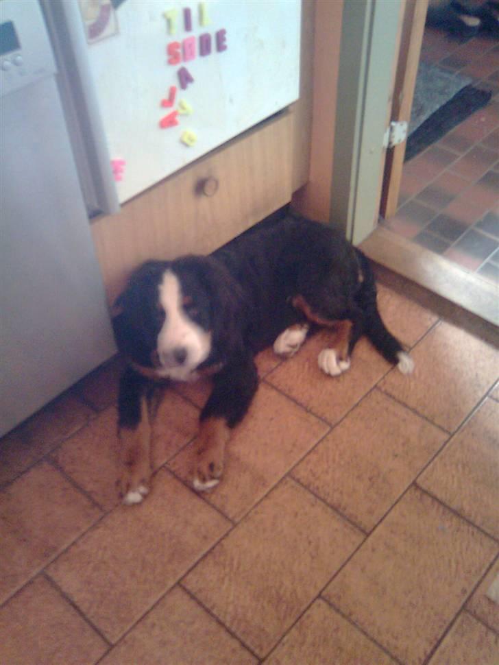 Berner sennenhund Emma - det er et hunde live billede 4