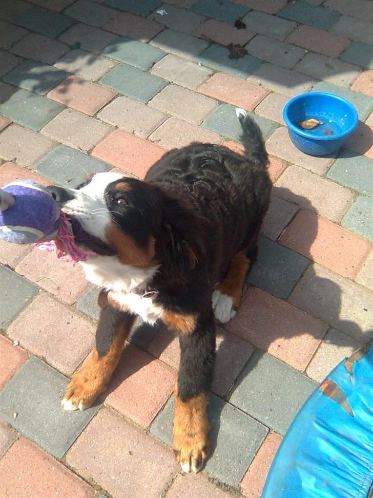 Berner sennenhund Emma - jeg vinder vuf billede 5