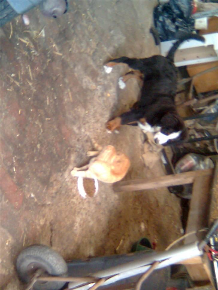 Berner sennenhund Emma - Har ser i min hobby; at jage katte billede 6