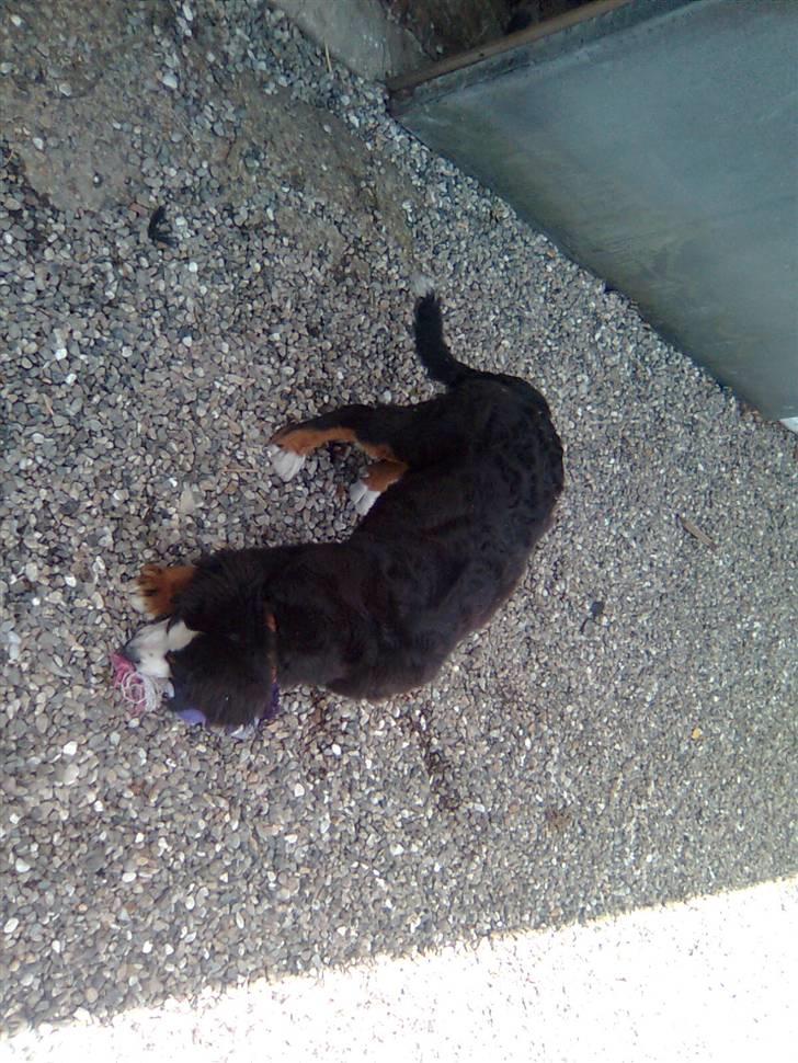 Berner sennenhund Emma - Hvor er det kat? billede 7