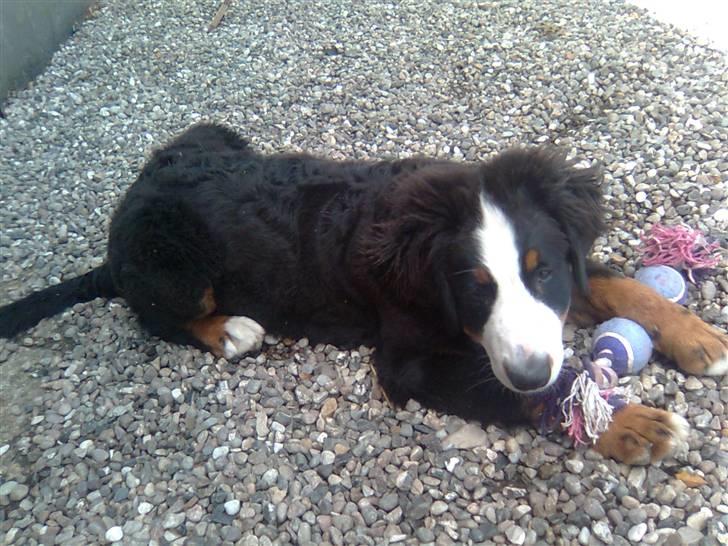 Berner sennenhund Emma - Elsker at tykke og min tænder klør billede 8