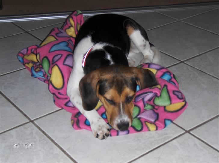 Blanding af racer Luna - Den bette tager lige en slapper. billede 18