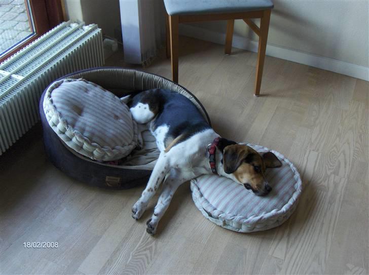 Blanding af racer Luna - Hyggetrolden, som ikke kan få nok puder ;) billede 19