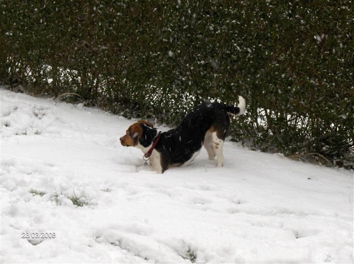 Blanding af racer Luna - Sneeeeeeeeeeeeeeeee :D billede 20