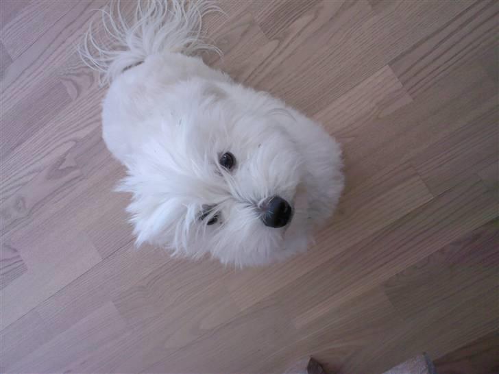 Coton de tulear Maggie - billedet er taget d. 18/06-08. det er det alder nyeste billede af hende :D billede 15