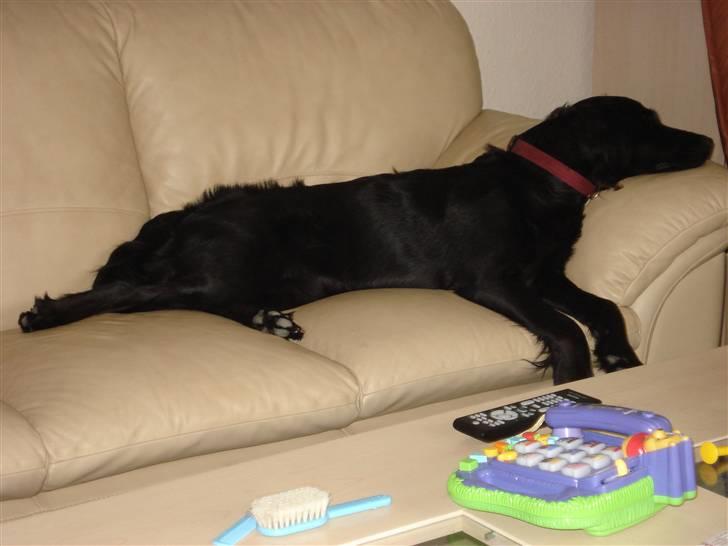 Flat coated retriever Maggie - Mor opdager mig altid, når jeg hygger i sofaen. Jeg lader som om jeg sover. billede 9