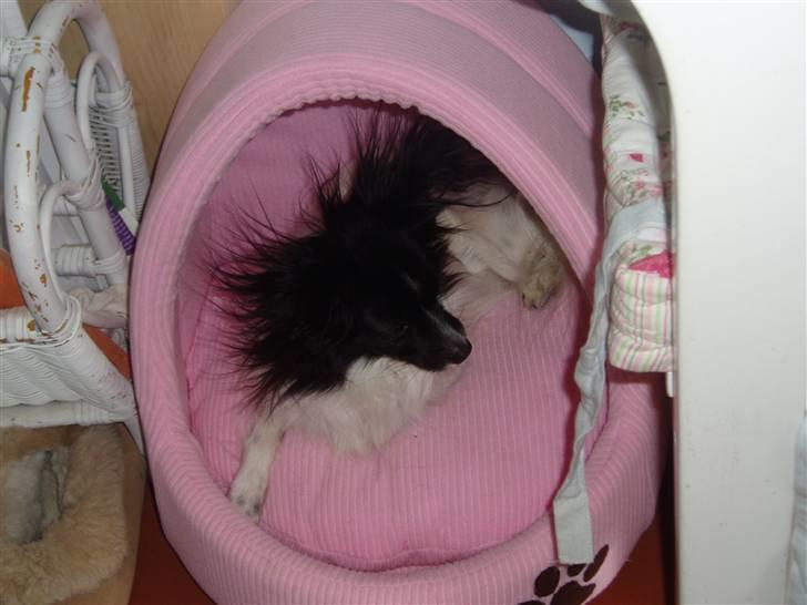 Papillon Sisse billede 1