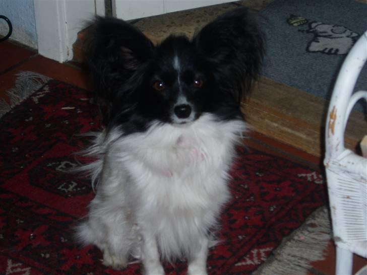 Papillon Sisse billede 2