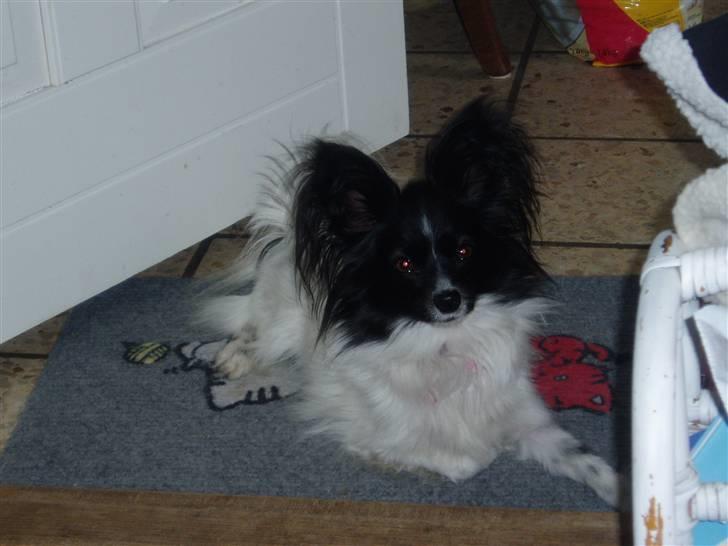 Papillon Sisse billede 3