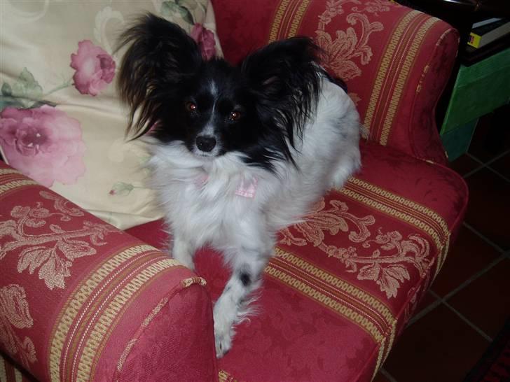 Papillon Sisse billede 4