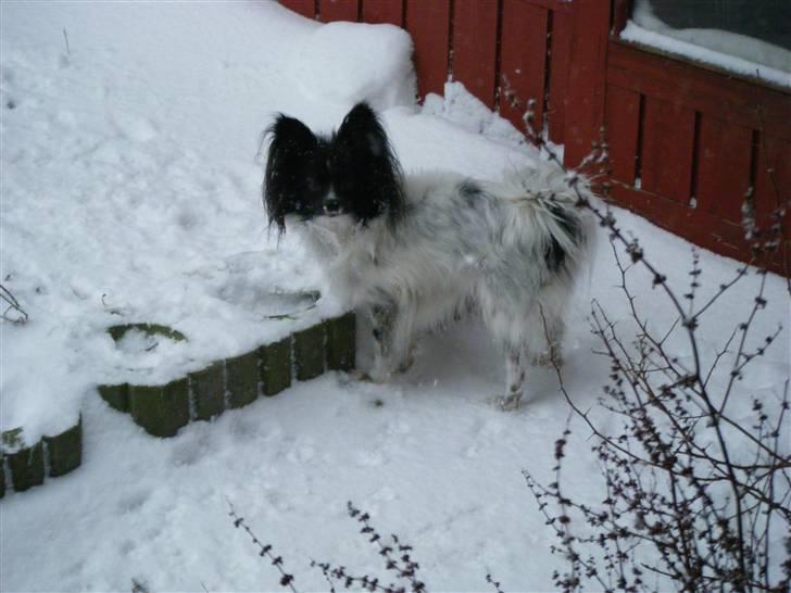 Papillon Sisse - Dec. 2009 billede 5