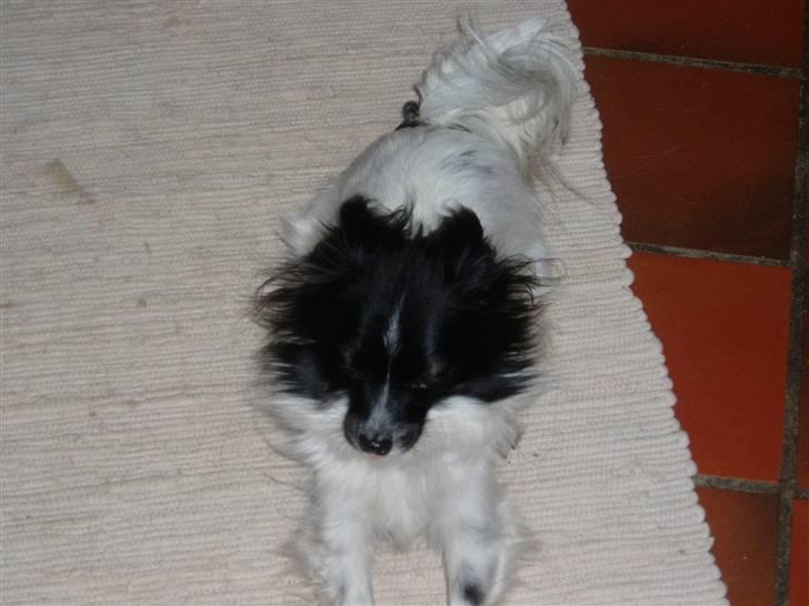 Papillon Sisse billede 6