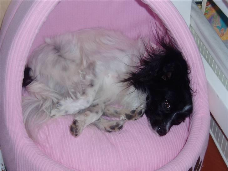 Papillon Sisse billede 7