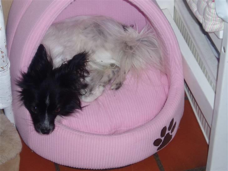 Papillon Sisse billede 8