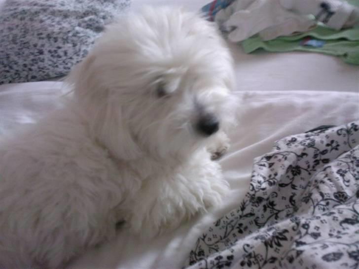Coton de tulear Maggie - billedet er taget den 13/07-08 billede 16