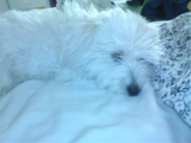 Coton de tulear Maggie - billedet er taget den 13/07-08 billede 17