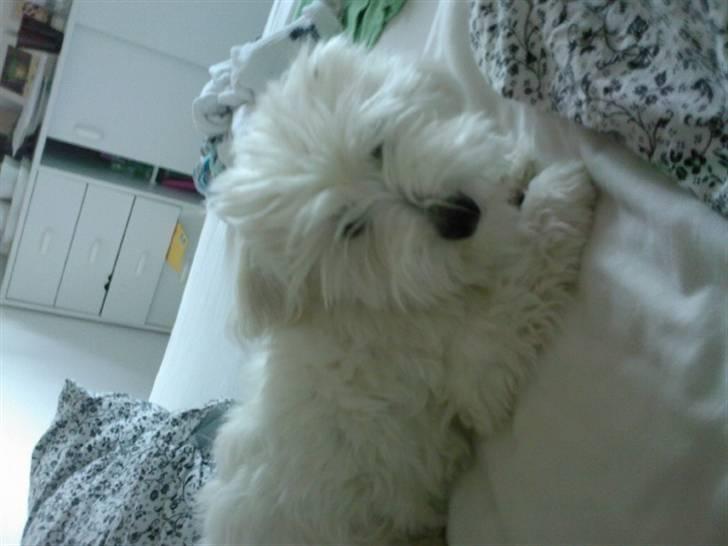 Coton de tulear Maggie - billedet er taget den 13/07-08 billede 18