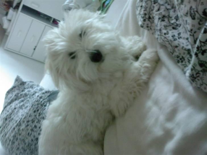 Coton de tulear Maggie - billedet er taget den 13/07-08 billede 19