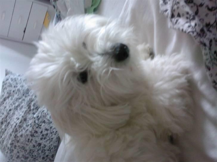 Coton de tulear Maggie - billedet er taget den 13/07-08 billede 20