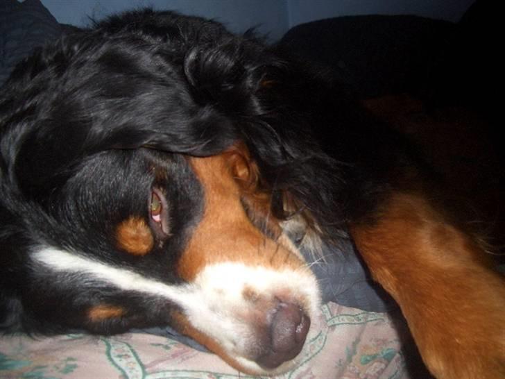 Berner sennenhund Samson - min seng er bare go´ og samson er enig... billede 1