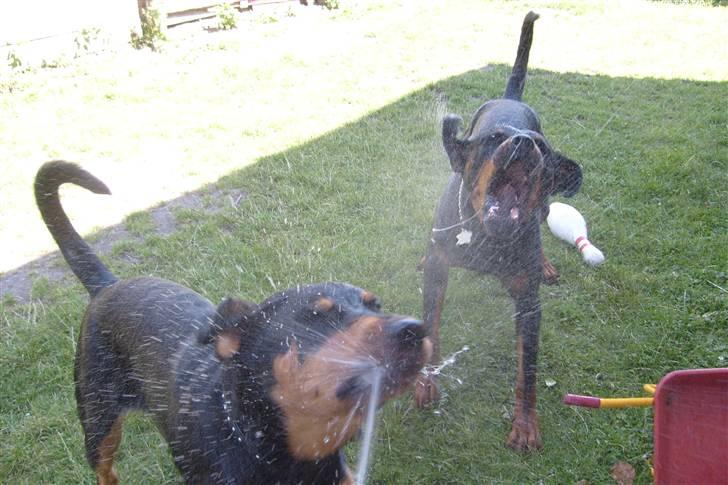 Blanding af racer Kenzo  billede 20