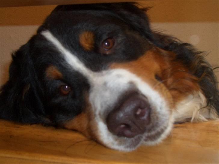 Berner sennenhund Samson - en trappe, er nu et godt sted at ligge billede 2