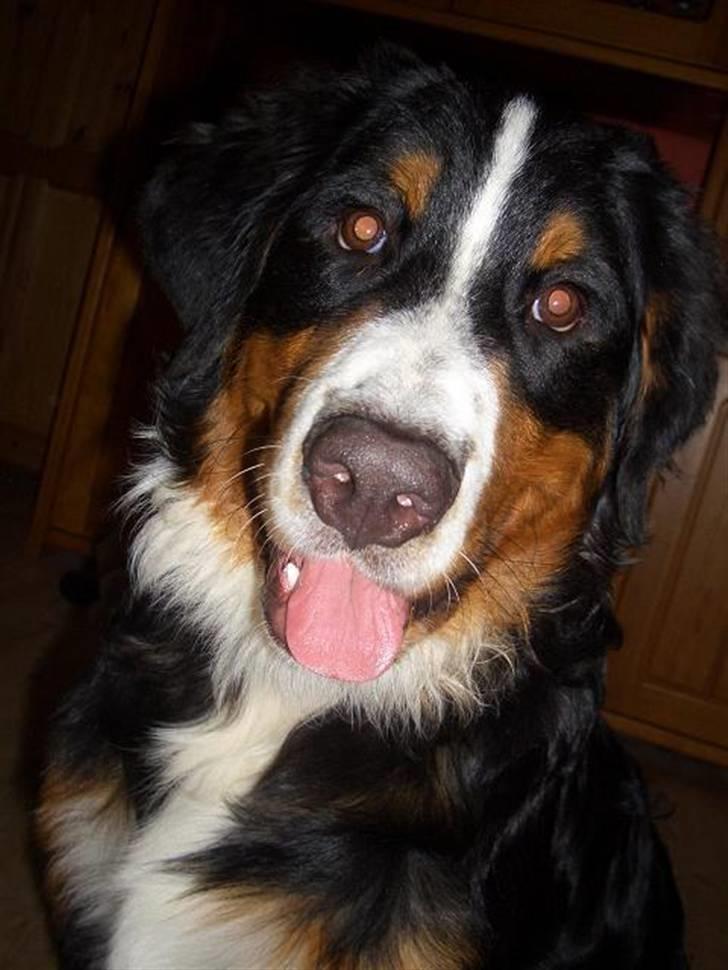 Berner sennenhund Samson - han er lidt mindre her... billede 3