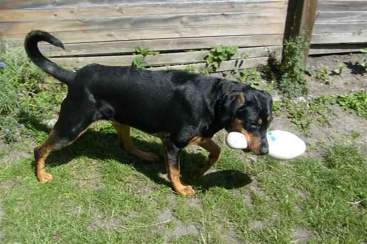 Blanding af racer Luna - Solgt.. billede 12