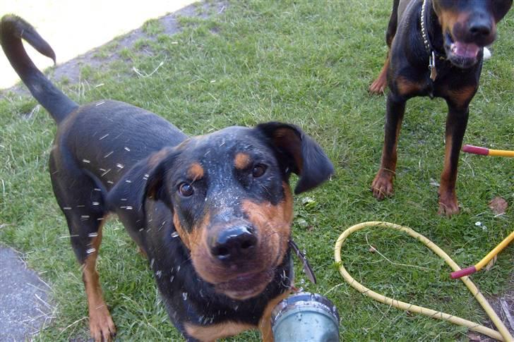 Blanding af racer Luna - Solgt.. billede 13