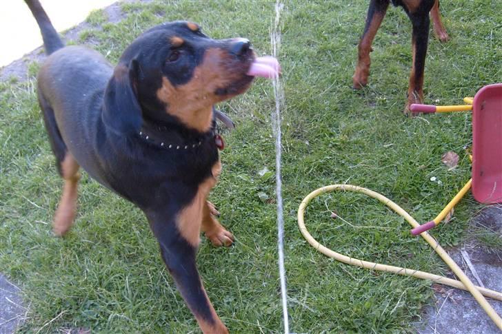 Blanding af racer Luna - Solgt.. billede 14