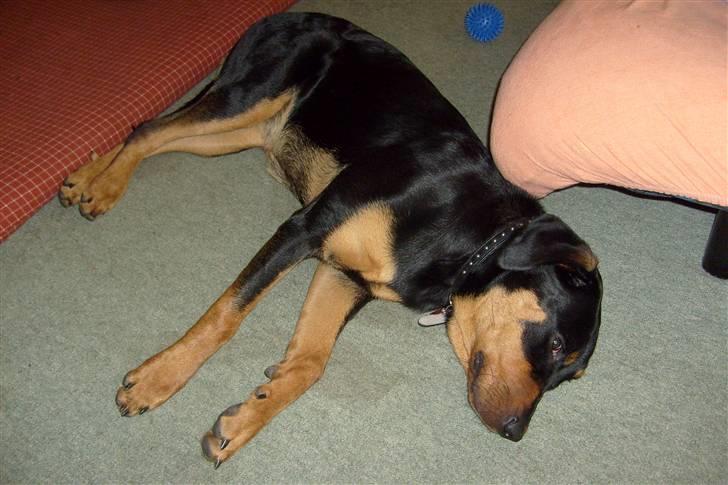 Blanding af racer Luna - Solgt.. billede 15