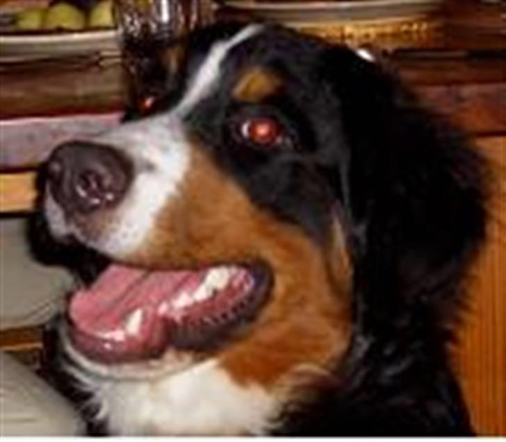 Berner sennenhund Samson - Samson billede 4