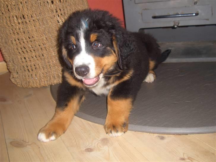 Berner sennenhund Samson - er han ikke kær? en af de første billeder af ham... han er så lille.. billede 5