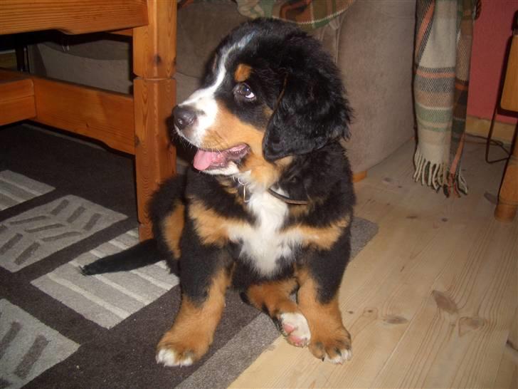 Berner sennenhund Samson - han var en lille balleademager den gang.. nu er han bare 3 gange så stor og han er det stadig... billede 6