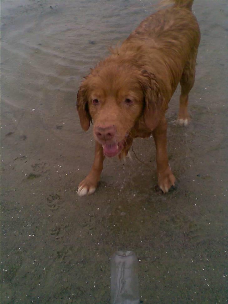 Nova scotia duck tolling retriever Silas Sakæus - 28/6 08 billede 12