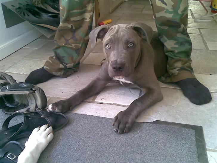 Blanding af racer Balou billede 11